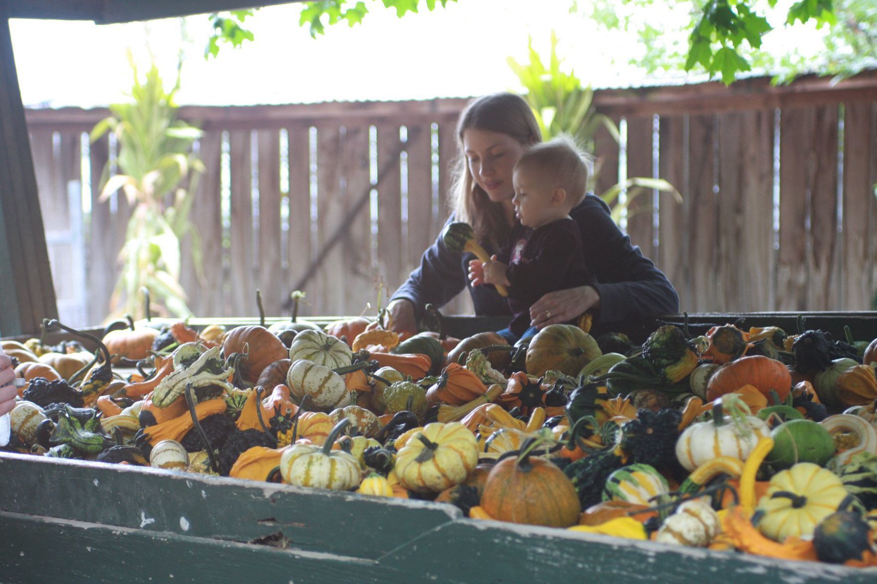 2011 0921_SNI_GBvalaspickpumpkin